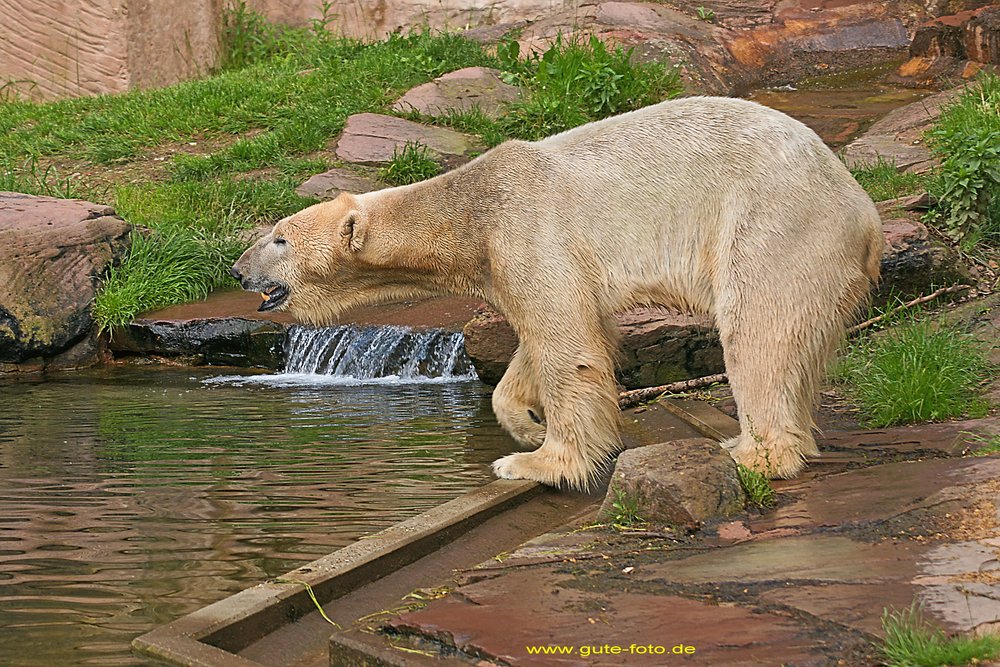 Eisbaer-008.jpg