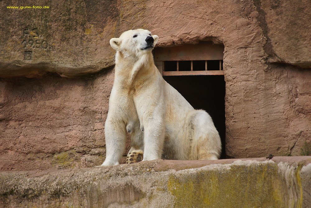 Eisbaer-010.jpg