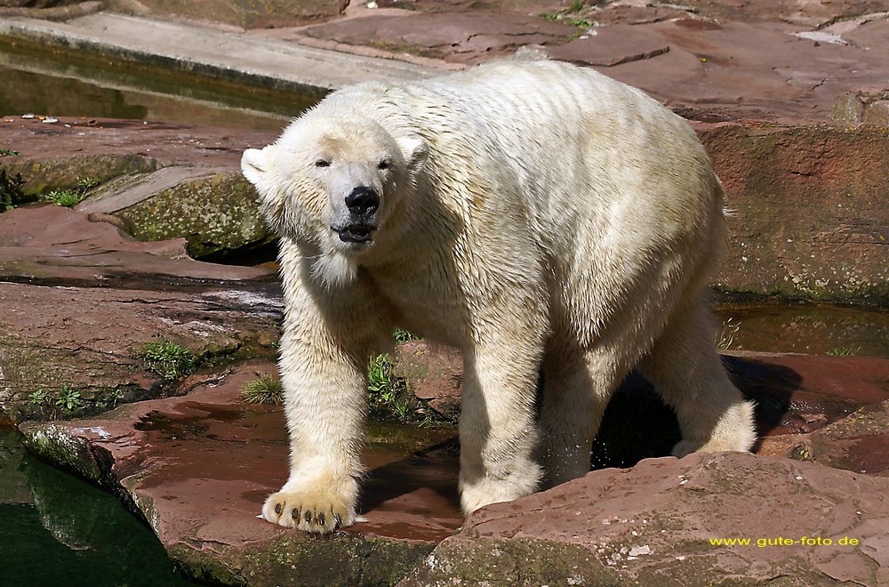 Eisbaer-011.jpg