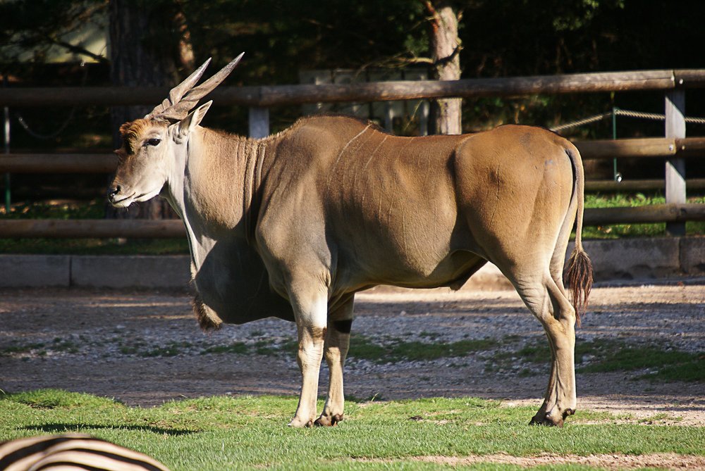 Elanantilope-2.jpg