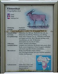 Elanantilope-1.JPG