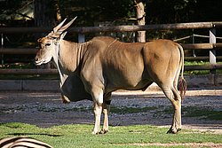 Elanantilope-2.jpg