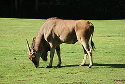 Elanantilope-3.jpg