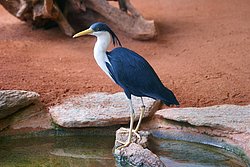 Elsterreiher-1.JPG
