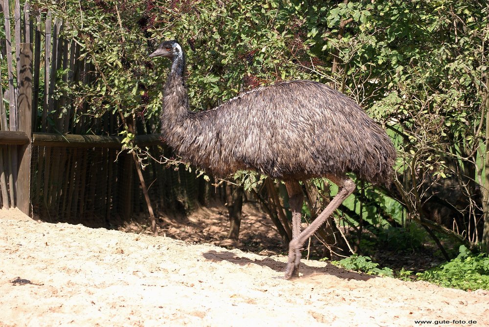 Emu-4.jpg
