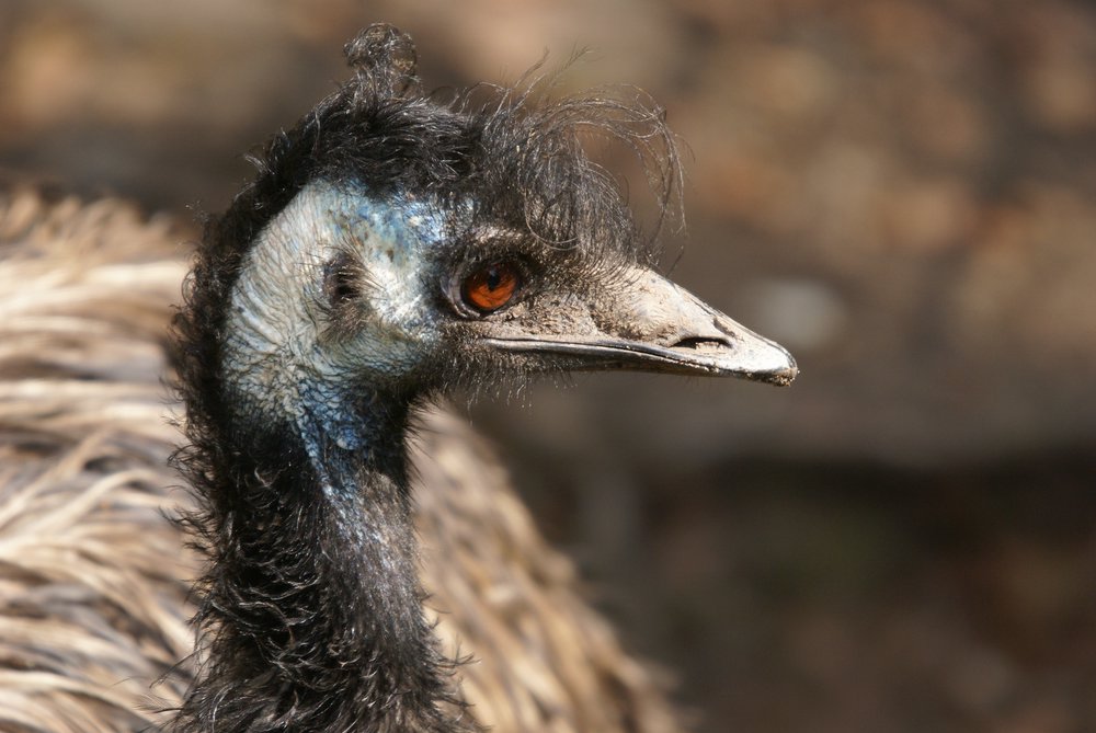 Emu-6.JPG