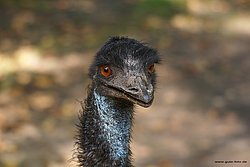 Emu-2.jpg