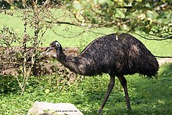 Emu-3.jpg