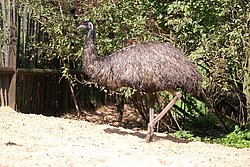 Emu-4.JPG