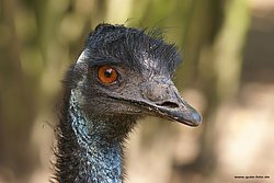Emu-5.jpg