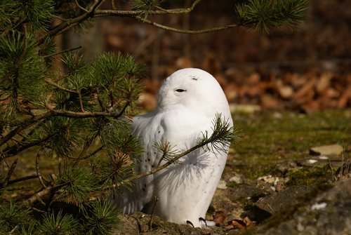 Eule- Schnee.JPG