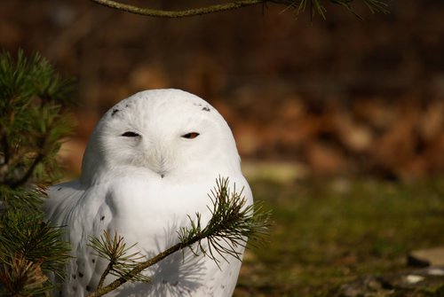 Eule- Schnee2.JPG