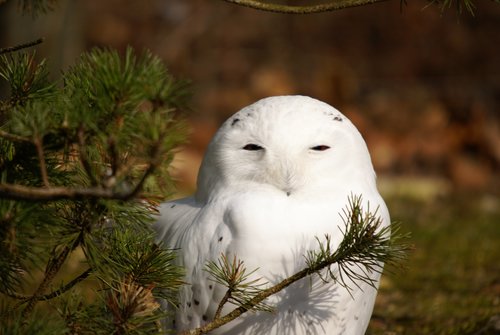 Eule- Schnee3.JPG
