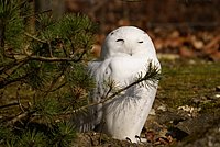 Eule- Schnee1.JPG