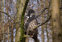 Eule-Bartkauz3.JPG
