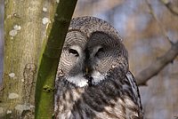Eule-Bartkauz5.JPG