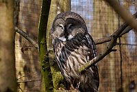 Eule-Bartkauz7.JPG