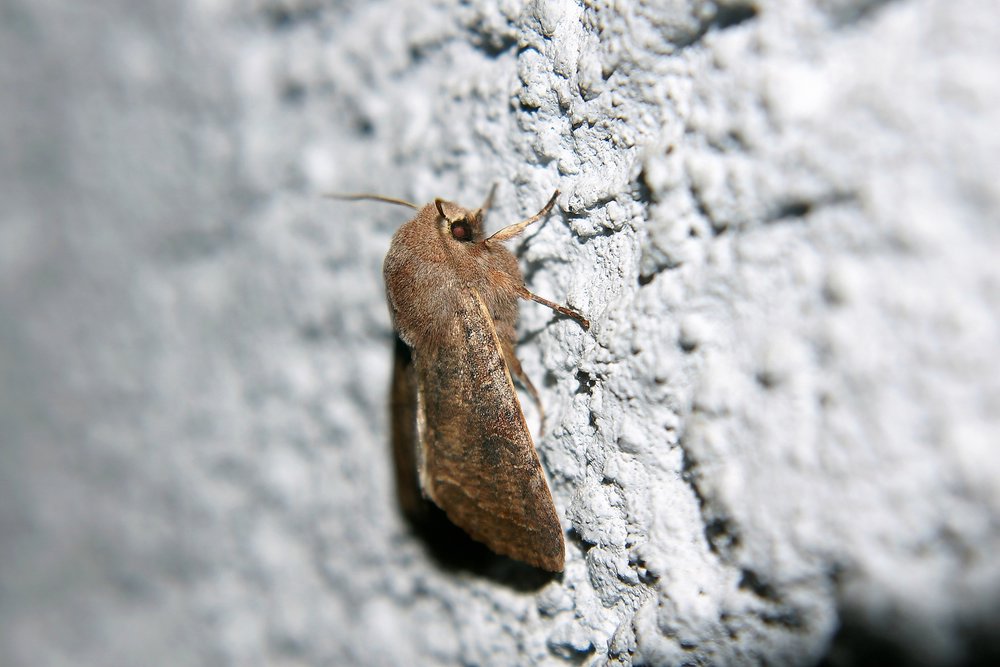 Falter-003.jpg