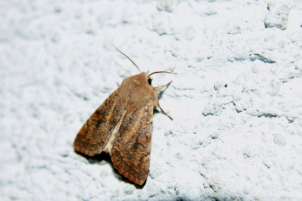 Falter-004.jpg