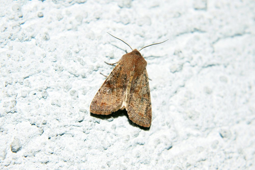 Falter-005.jpg