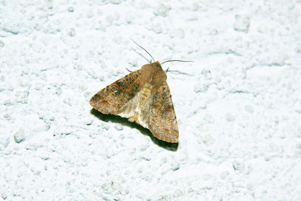 Falter-006.jpg