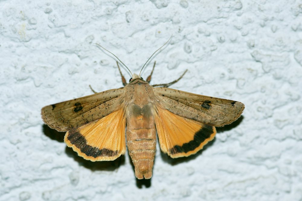 Falter-008.JPG