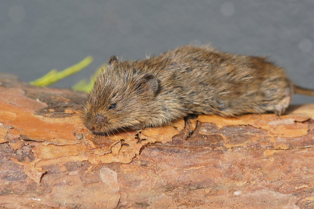 Feldmaus-01.jpg