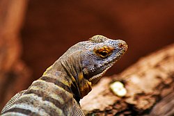 Felsleguan-02.jpg