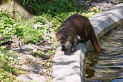 Fischotter-04.jpg