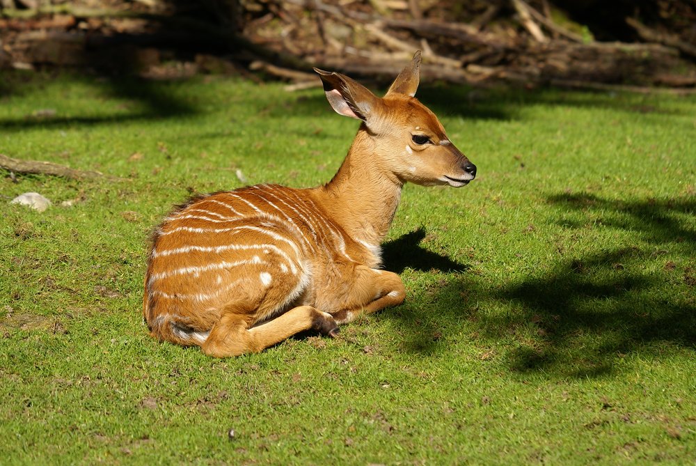Nyala-2.JPG