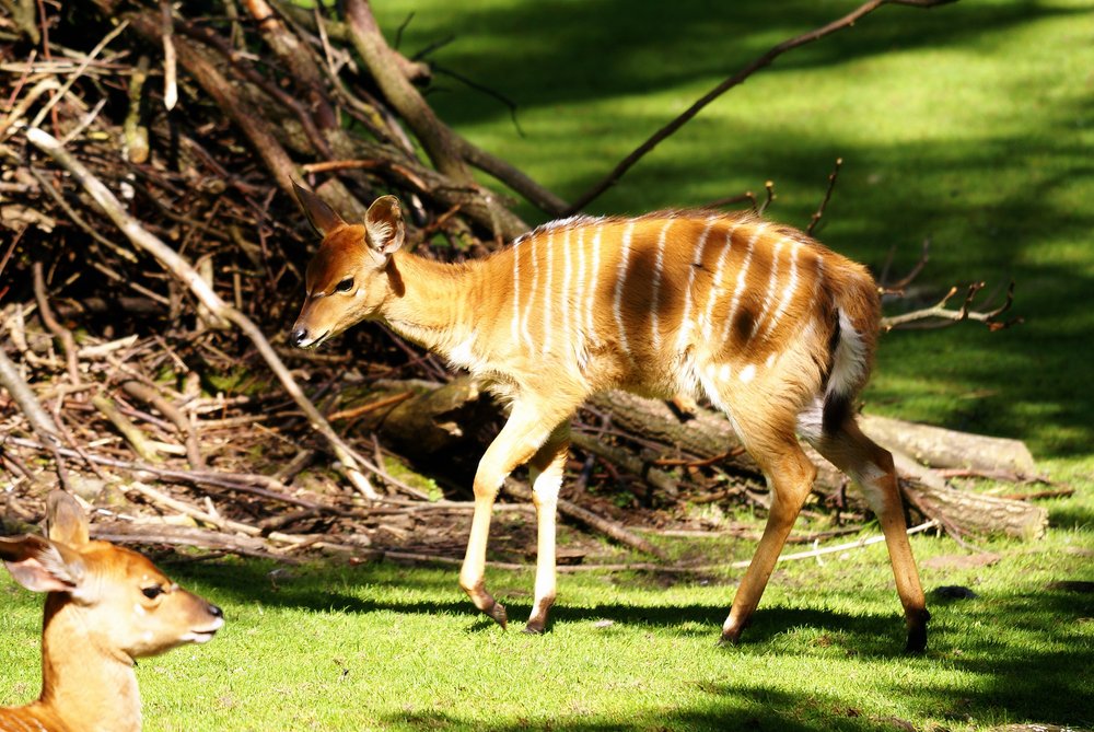 Nyala-3.JPG