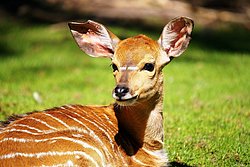 Nyala-1.jpg