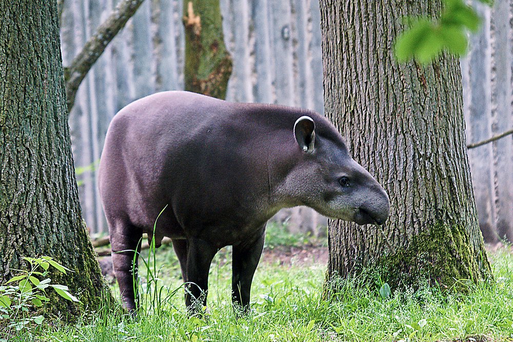 Flachlandtapir-002.jpg