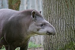 Flachlandtapir-001.jpg