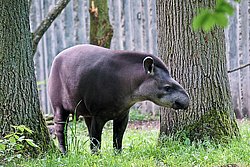Flachlandtapir-002.jpg