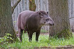 Flachlandtapir-003.jpg