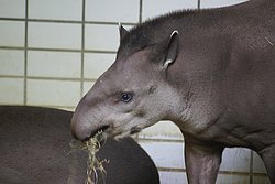 Flachlandtapir-004.jpg
