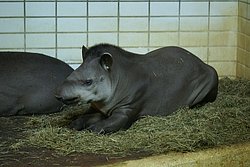 Flachlandtapir-005.jpg