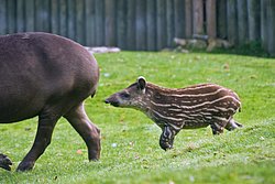 Flachlandtapir-006.JPG
