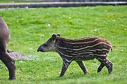 Flachlandtapir-007.JPG