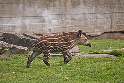 Flachlandtapir-008.JPG