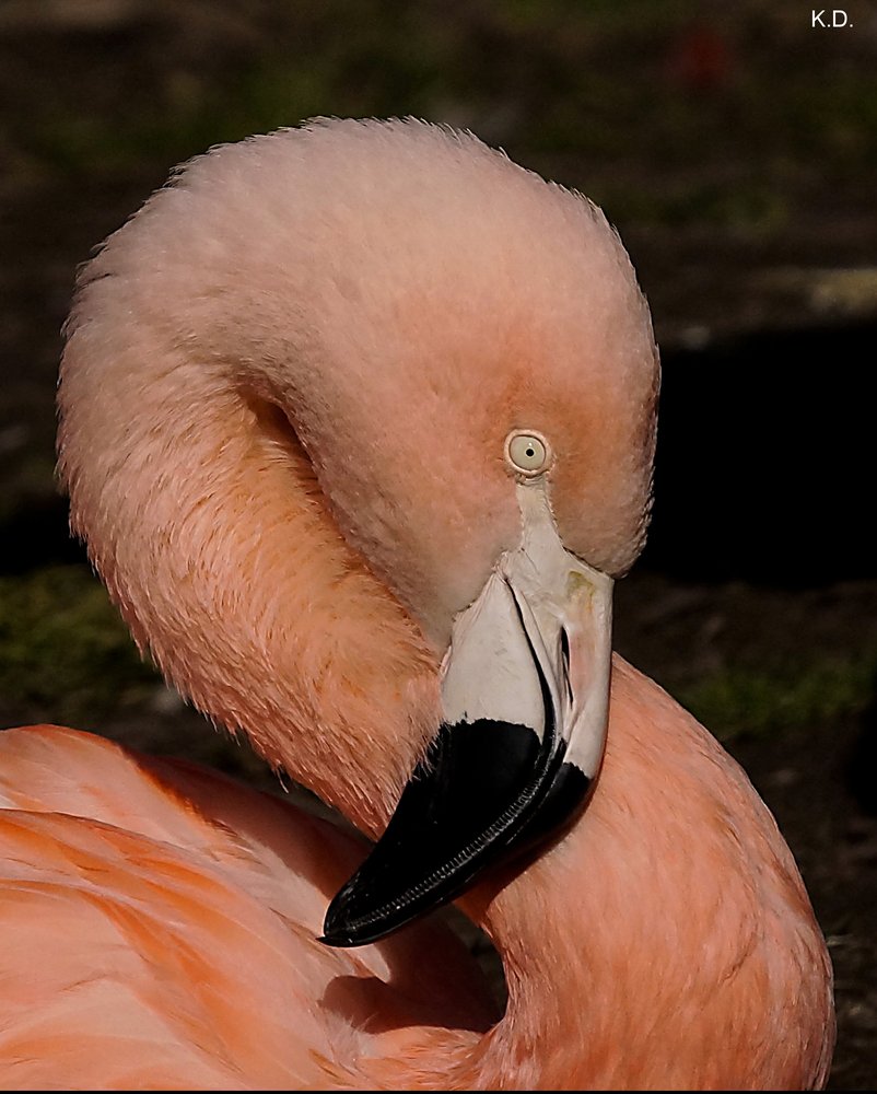 Flamingo-003.jpg