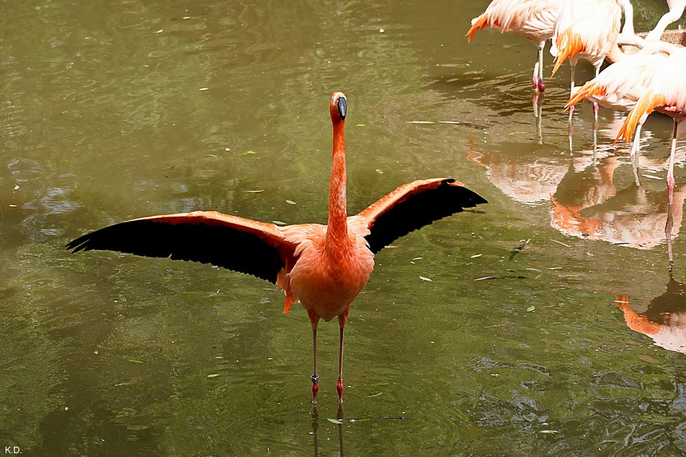 Flamingo-004.jpg
