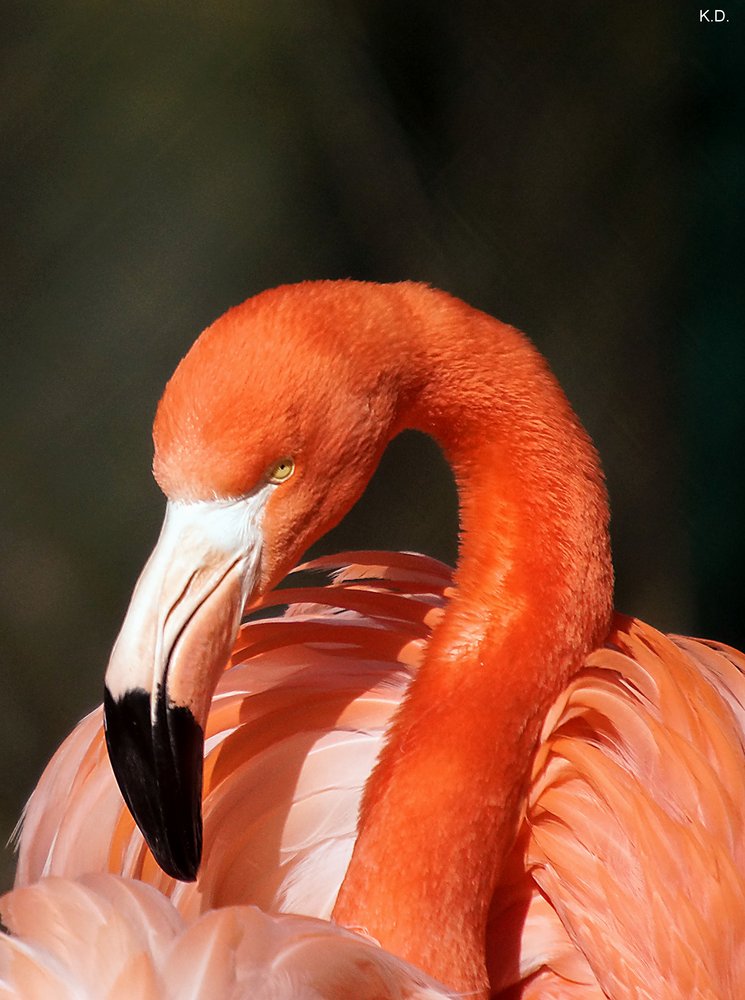 Flamingo-006.jpg