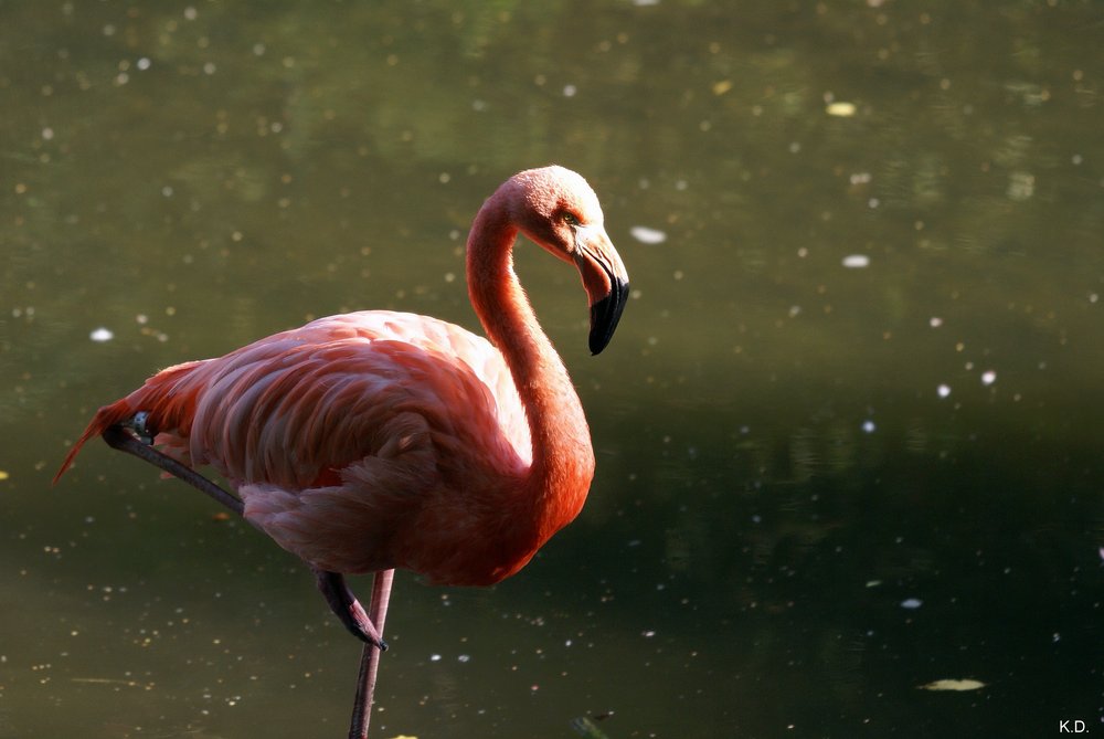 Flamingo-007.jpg