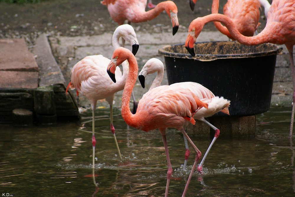 Flamingo-008.jpg