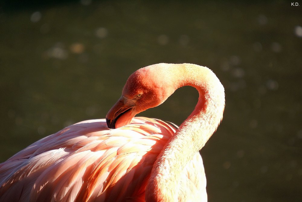 Flamingo-009.jpg