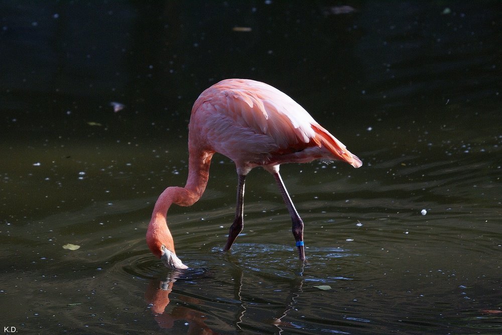 Flamingo-010.jpg