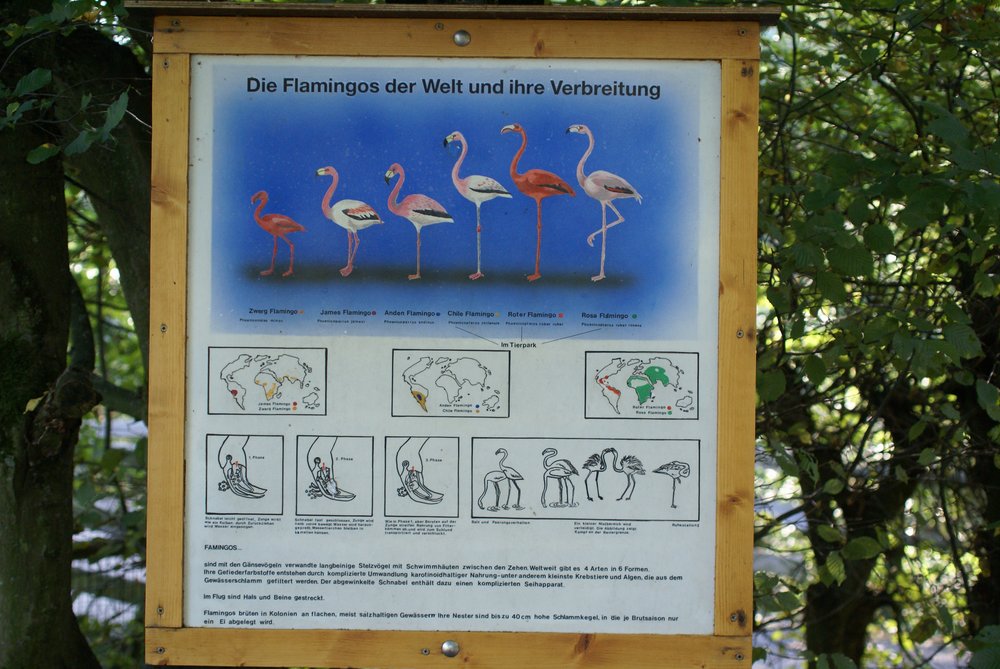 Flamingo-011.JPG