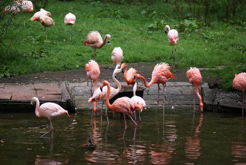 N�rnberger Zoo 244.jpg